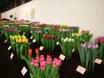 [Show Lisse 2006 2006_0103Image0016.JPG]